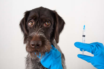 Vaccine Reactions in Dogs, Westport Vets