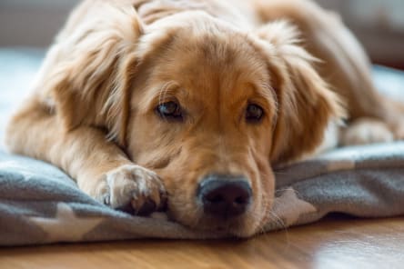Signs & Symptoms of Hypothyroidism in Dogs, Westport Vets